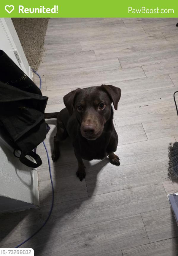 Reunited Male Dog last seen Collins and mayfield, Arlington, TX 76014