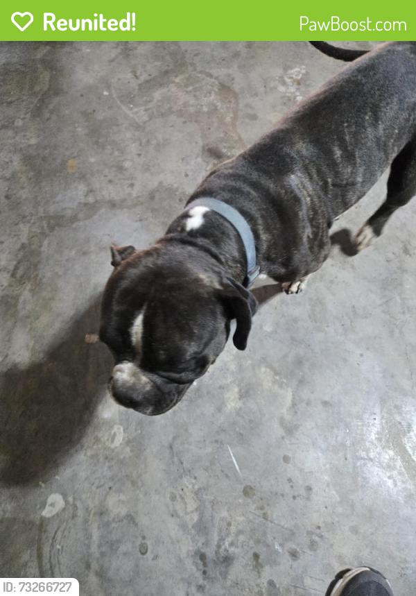Reunited Male Dog last seen Towne Lake Park, Irving Texas 75061, Irving, TX 75061