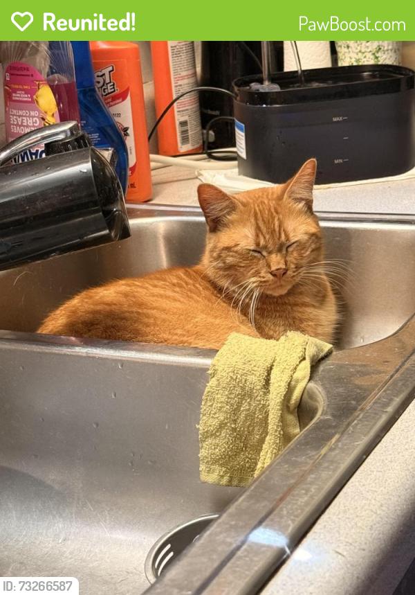 Reunited Male Cat last seen Rim road., Fayetteville, NC 28314