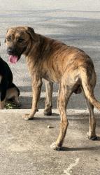 Found/Stray Male Dog last seen N st marys, San Antonio, TX 78212