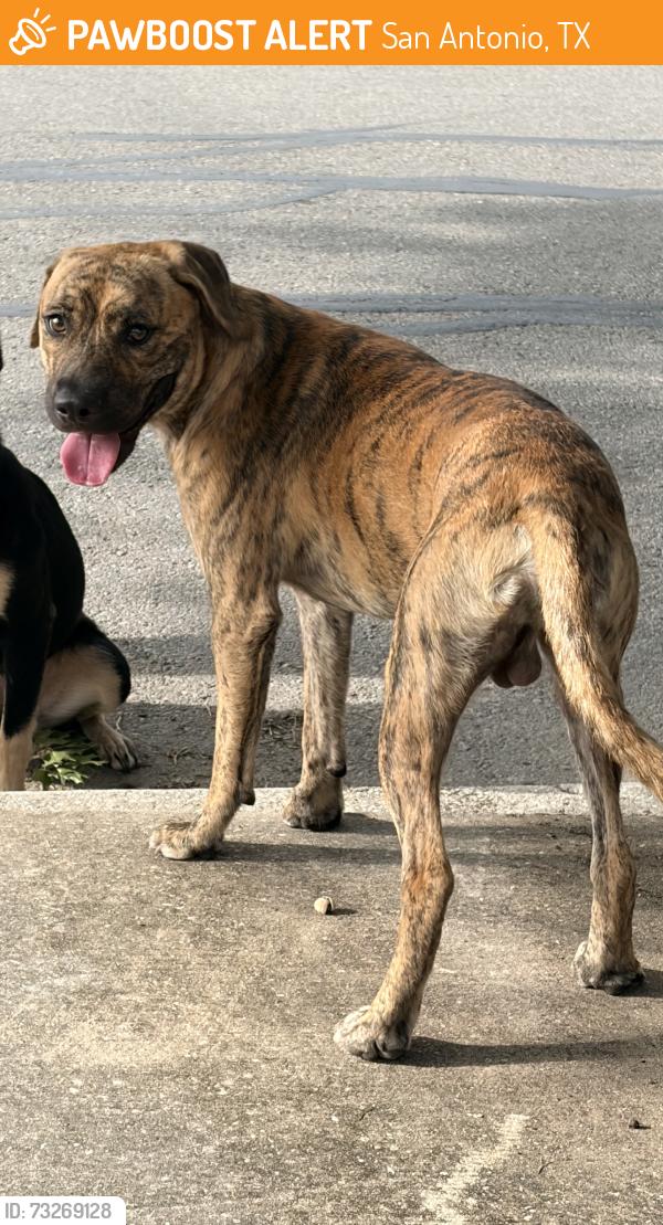 Found/Stray Male Dog last seen N st marys, San Antonio, TX 78212