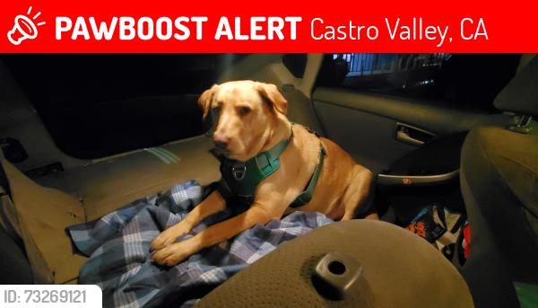 Lost Male Dog last seen Near redwood Rd Castro valley CA USA 94546, Castro Valley, CA 94546