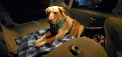 Lost Male Dog last seen Near redwood Rd Castro valley CA USA 94546, Castro Valley, CA 94546