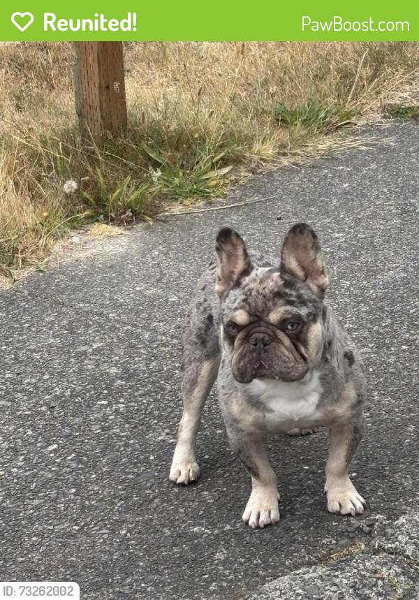 Reunited Male Dog last seen Corner of 132nd and Fairwood blvd, Renton, WA 98058