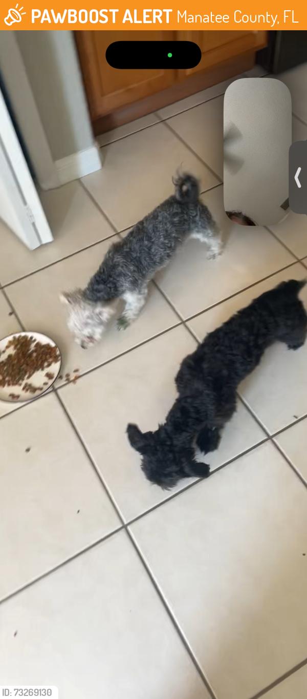Found/Stray Female Dog last seen Beacon harbor loop, Manatee County, FL 34212