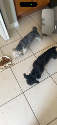 Found/Stray Female Dog last seen Beacon harbor loop, Manatee County, FL 34212