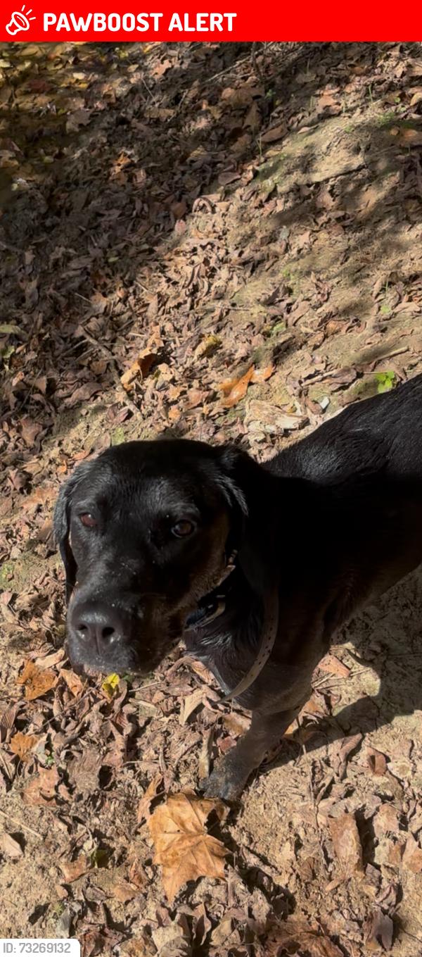 Lost Male Dog last seen Yellow bottom roaf, Culpeper County, VA 22726
