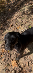 Lost Male Dog last seen Yellow bottom roaf, Culpeper County, VA 22726