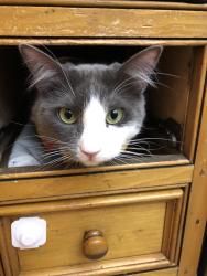 Lost Male Cat last seen Harwood Rd near Belridge, Los Gatos, CA 95124