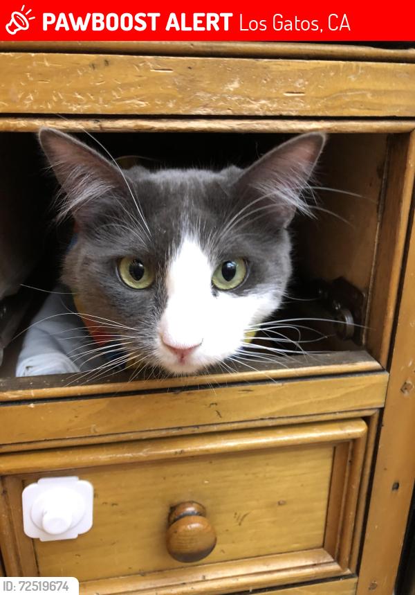Lost Male Cat last seen Harwood Rd near Belridge, Los Gatos, CA 95124