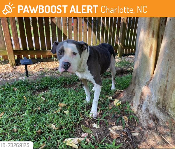 Found/Stray Unknown Dog last seen Near Cameron Creek Drive & Equestrian Drive, Charlotte, NC 28105