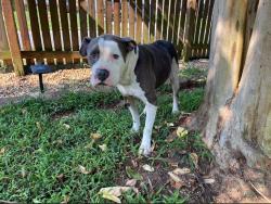 Found/Stray Unknown Dog last seen Near Cameron Creek Drive & Equestrian Drive, Charlotte, NC 28105