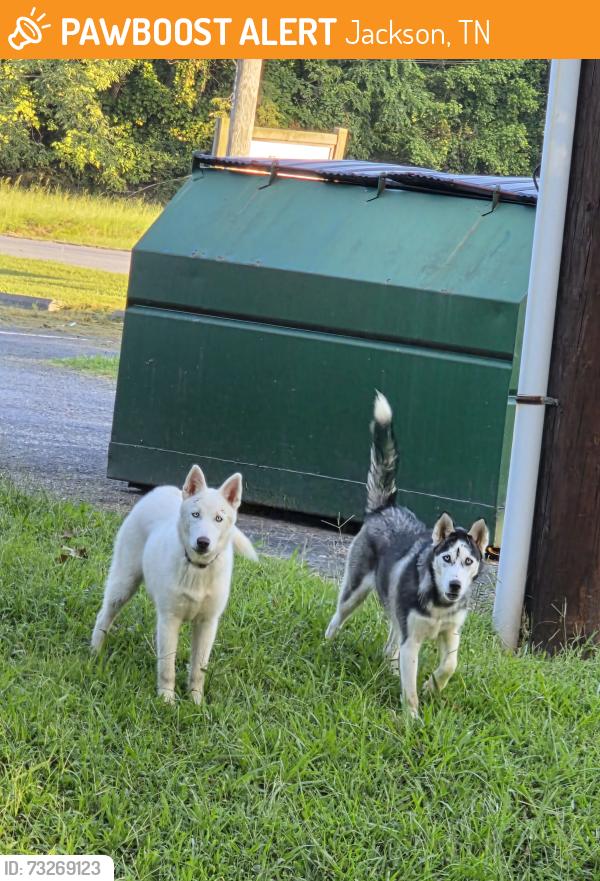 Found/Stray Unknown Dog last seen Kinder Care & Car Wash & Little General, Jackson, TN 38305