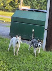 Found/Stray Unknown Dog last seen Kinder Care & Car Wash & Little General, Jackson, TN 38305