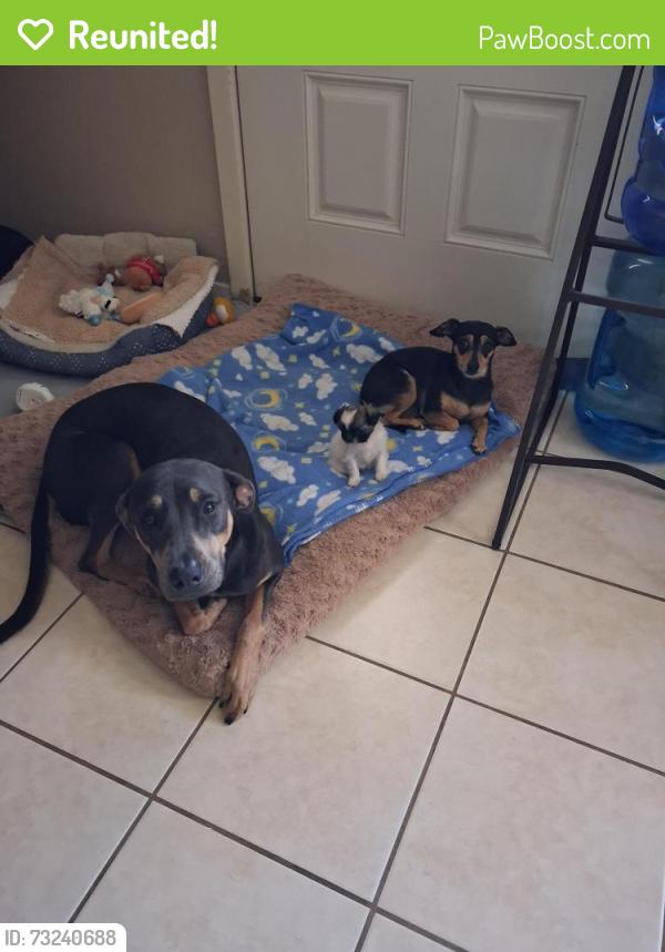 Reunited Female Dog last seen Paredes, Cameron Park, TX 78526
