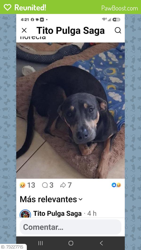 Reunited Female Dog last seen Florencia ave, Brownsville, TX 78526