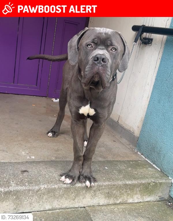 Lost Male Dog last seen on dumbiedykes road by the exercise machine, Dumbiedykes, Scotland EH8 9UT