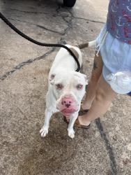 Found/Stray Male Dog last seen Tibet road, Friendswood, TX 77546