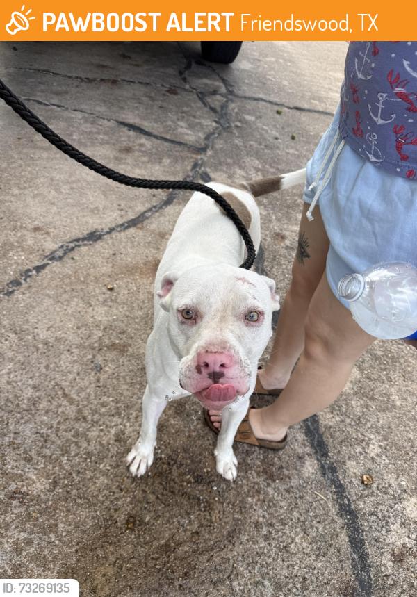 Found/Stray Male Dog last seen Tibet road, Friendswood, TX 77546