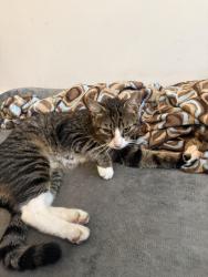 Found/Stray Unknown Cat last seen Woodside Creek, Quakertown, PA 18951
