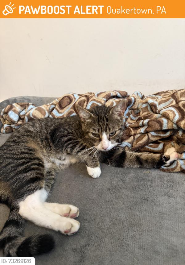 Found/Stray Unknown Cat last seen Woodside Creek, Quakertown, PA 18951