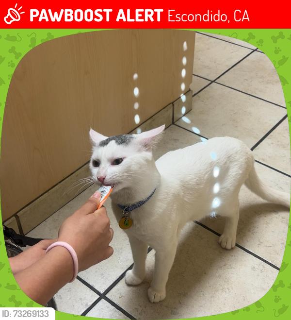 Lost Male Cat last seen Woods, Escondido, CA 92025