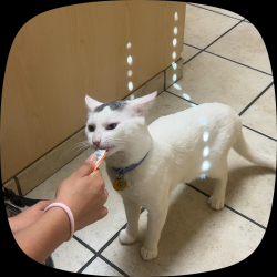 Lost Male Cat last seen Woods, Escondido, CA 92025