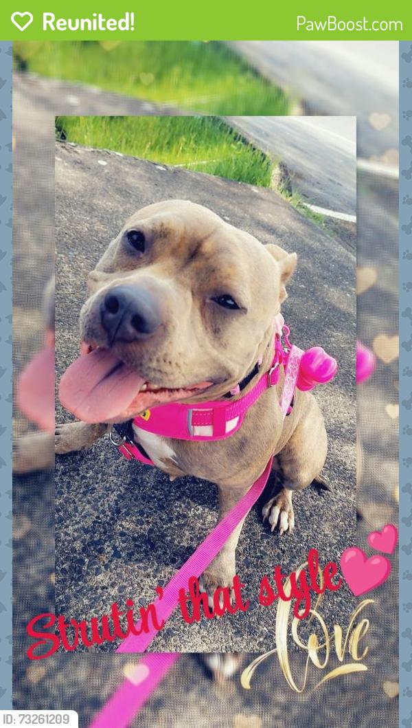 Reunited Female Dog last seen Grandview off leash dog park, SeaTac, WA 98198