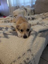 Reunited Female Dog last seen Across from McDonald's on Spirit lake road winter Haven FL. Live close to Shadow wood and live on spirit lake where she went missing, Winter Haven, FL 33880