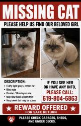 Lost Female Cat last seen Federal, Boca Raton, FL 33431