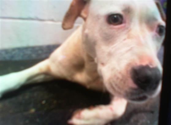 Shelter Stray Female Dog last seen CHARLOTTE, 8315 Byrum Dr, Charlotte, NC 28217, USA