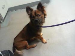 Shelter Stray Male Dog last seen CHARLOTTE, 8315 Byrum Dr, Charlotte, NC 28217, USA