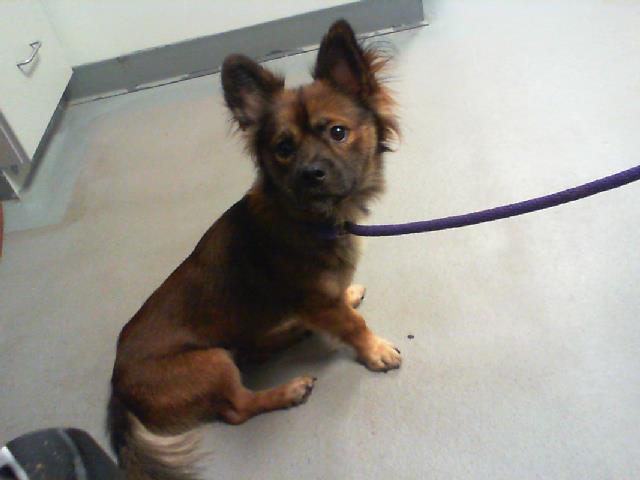 Shelter Stray Male Dog last seen CHARLOTTE, 8315 Byrum Dr, Charlotte, NC 28217, USA