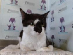 Shelter Stray Male Cat last seen , 2769 Conroy Rd, Orlando, FL 32839, USA