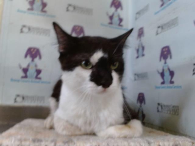 Shelter Stray Male Cat last seen , 2769 Conroy Rd, Orlando, FL 32839, USA