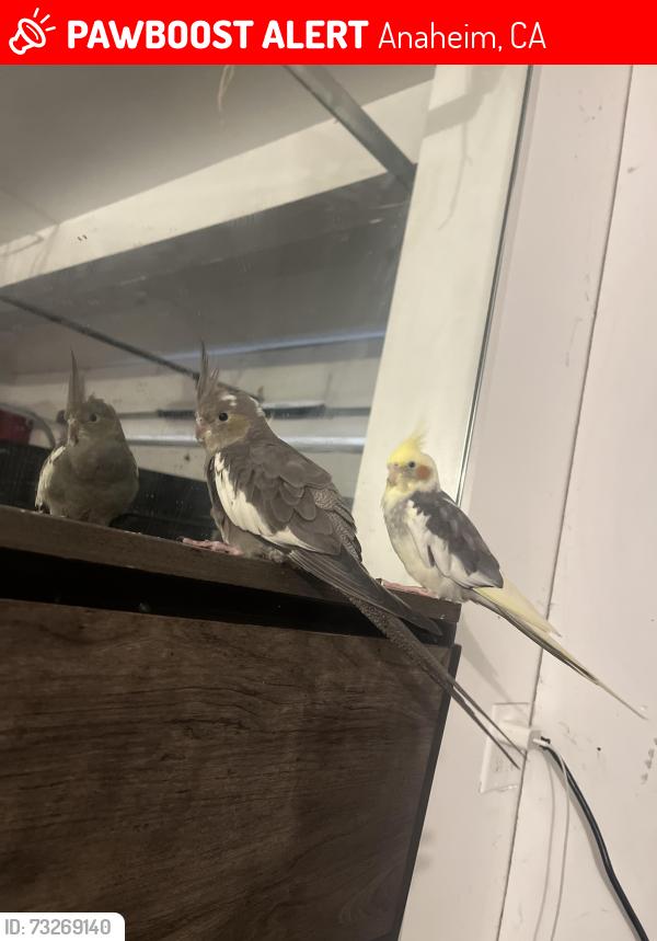 Lost Male Bird last seen Chapman and harbor, Anaheim, CA 92815