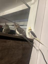 Lost Male Bird last seen Chapman and harbor, Anaheim, CA 92815