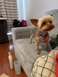 Lost Female Dog last seen Fairlawn dr and chanay dr, Frisco, TX 75034