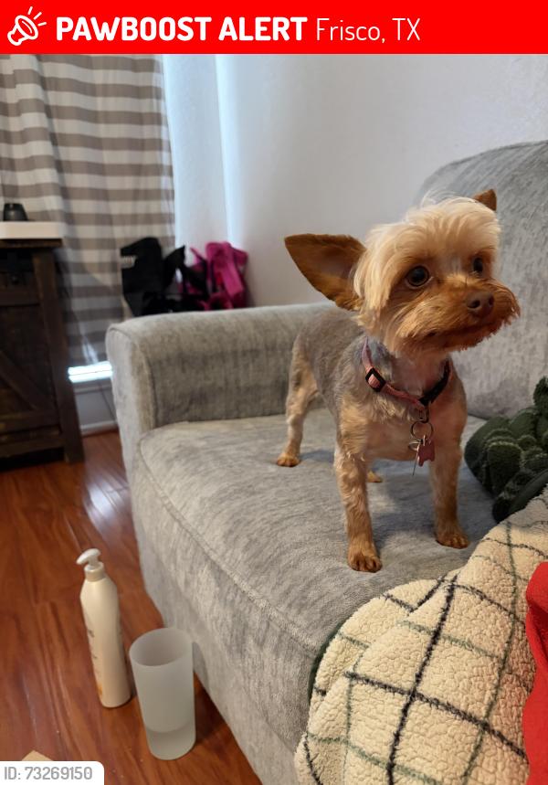 Lost Female Dog last seen Fairlawn dr and chanay dr, Frisco, TX 75034
