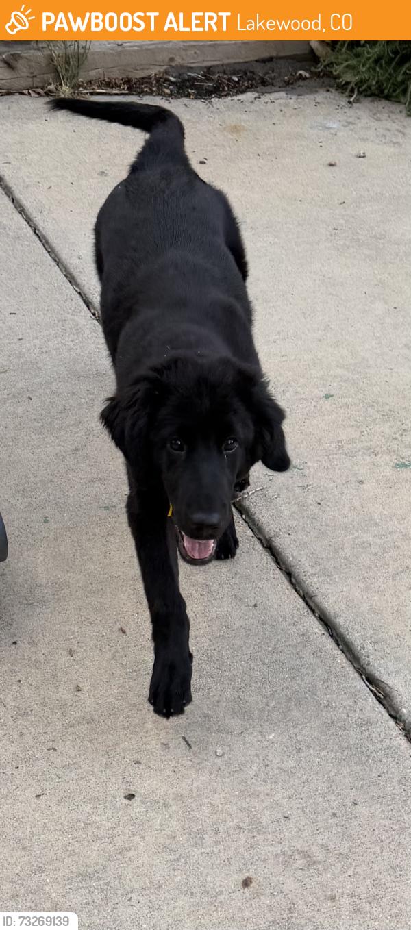 Found/Stray Male Dog last seen Red Rocks Community College Lakewood, Lakewood, CO 80228
