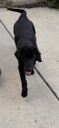 Found/Stray Male Dog last seen Red Rocks Community College Lakewood, Lakewood, CO 80228
