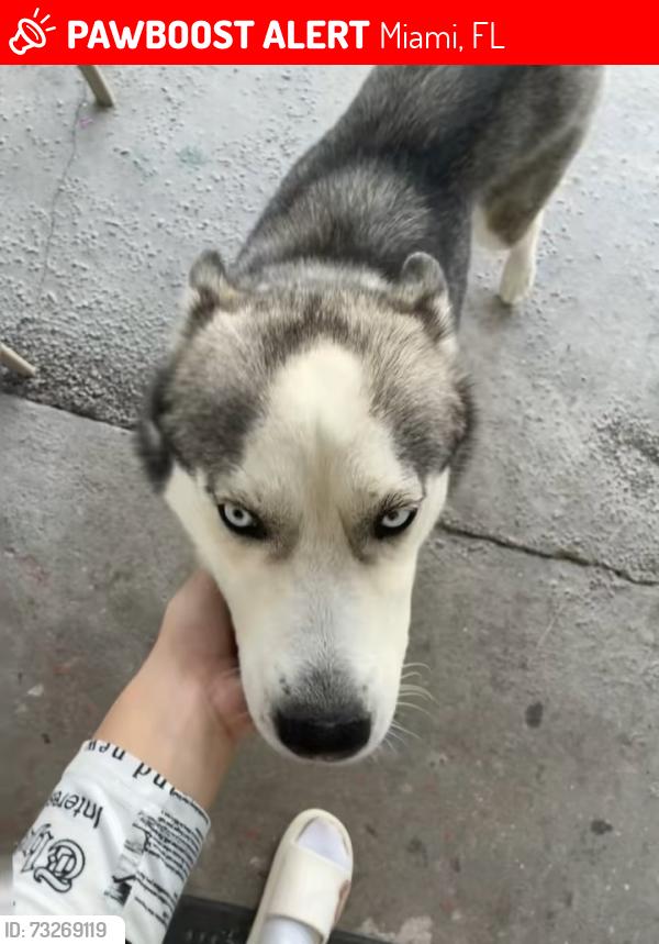 Lost Female Dog last seen Walmart 32 Ave, Miami, FL 33125