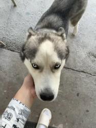 Lost Female Dog last seen Walmart 32 Ave, Miami, FL 33125