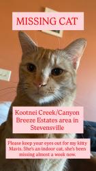 Lost Female Cat last seen Canyon breeze ests, Stevensville, MT 59870