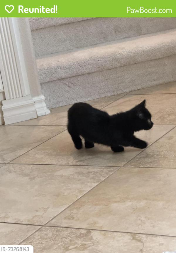 Reunited Female Cat last seen Near vintage Irvine CA 92612, Irvine, CA 92620