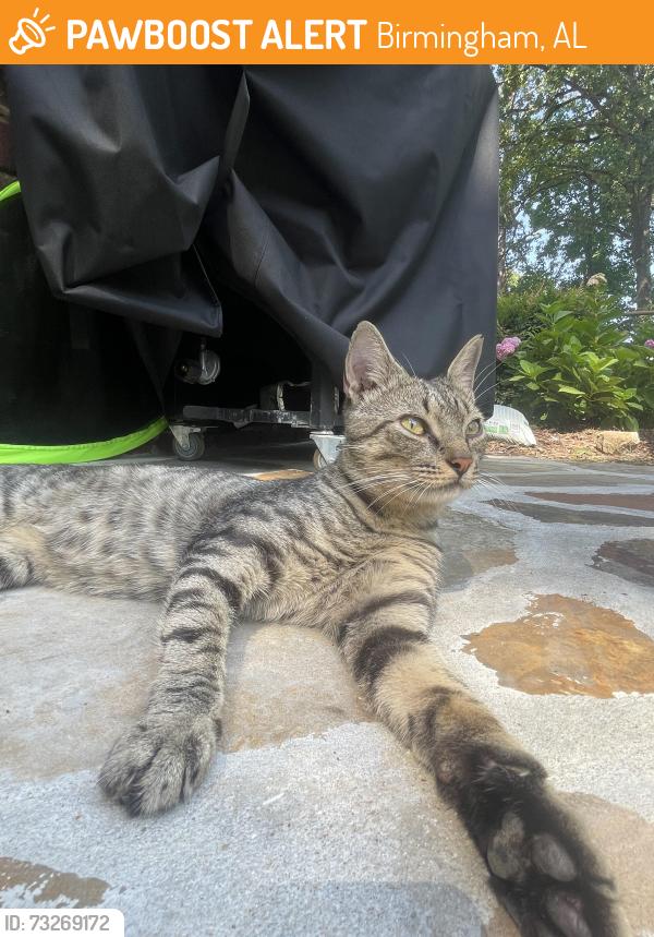 Found/Stray Male Cat last seen Vanderbilt and Rugby, Birmingham, AL 35206