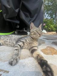 Found/Stray Male Cat last seen Vanderbilt and Rugby, Birmingham, AL 35206
