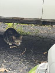 Found/Stray Unknown Cat last seen Strimple ave, Columbus, OH 43229