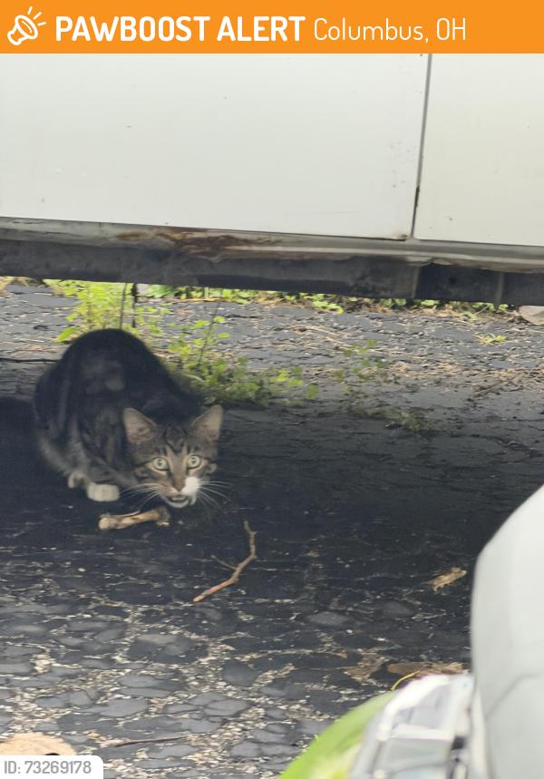 Found/Stray Unknown Cat last seen Strimple ave, Columbus, OH 43229