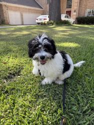 Found/Stray Unknown Dog last seen water oak and matilda, Plano, TX 75025